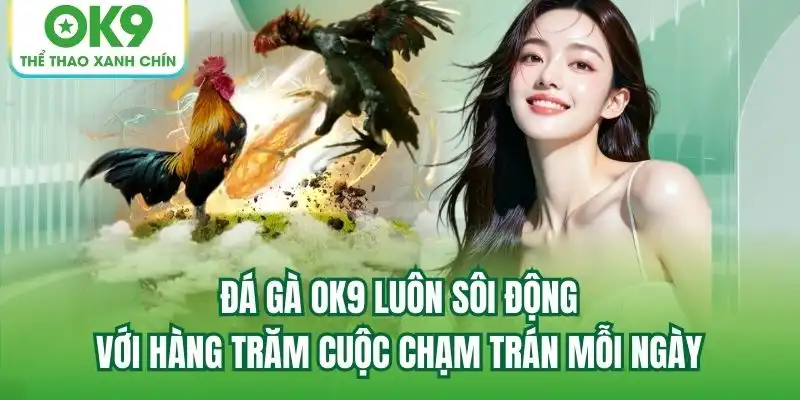Đá Gà OK9 luôn sôi động với hàng trăm cuộc chạm trán mỗi ngày